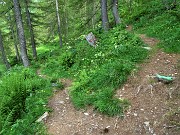 84 A questo bivio lasciamo il sent. 213 per prendere a dx in discesa il Sentiero delle Foppe